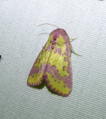 Psectrotarsia suavis