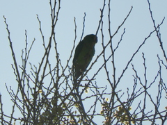 Psilopsiagon aurifrons