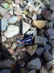 Rhetus arcius