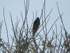 Psilopsiagon aurifrons