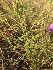 Agalinis fasciculata