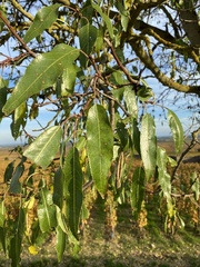 Prunus amygdalus