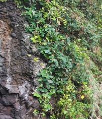 Ficus tinctoria