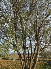 Prunus amygdalus