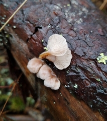 Panellus mitis