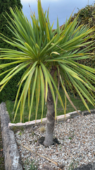 Cordyline australis