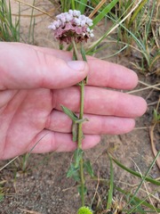Asclepias densiflora