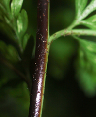 Asplenium bulbiferum