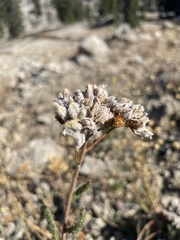 Aceria kiefferi