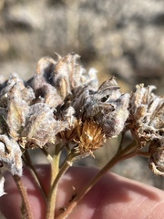 Aceria kiefferi