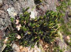 Lewinskya