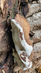 Ganoderma polychromum