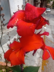 Canna indica