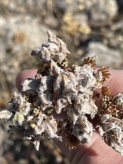 Aceria kiefferi