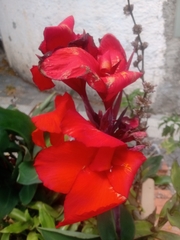 Canna indica