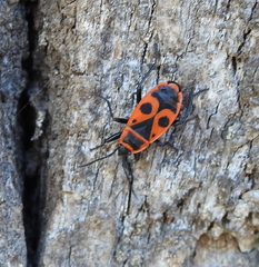 Pyrrhocoris apterus