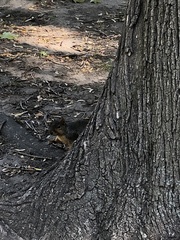 Sciurus niger rufiventer