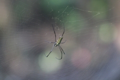 Trichonephila antipodiana
