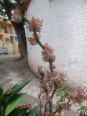 Canna indica