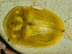 Cassida hyalina