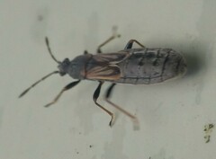Ischnodemus sabuleti