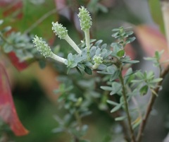 Salix variegata