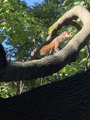 Sciurus niger rufiventer