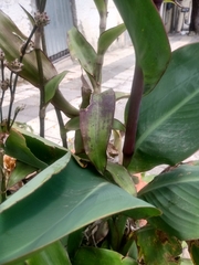 Canna indica