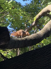 Sciurus niger rufiventer