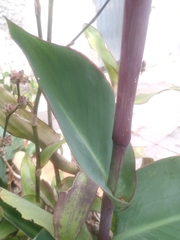 Canna indica