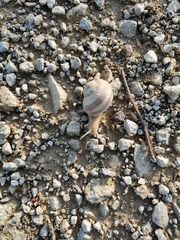 Helix pomatia