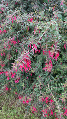 Fuchsia magellanica