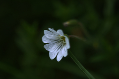 Cerastium alpinum