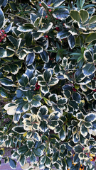 Euonymus japonicus