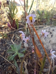 Cyanella hyacinthoides