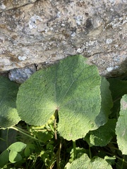 Alcea
