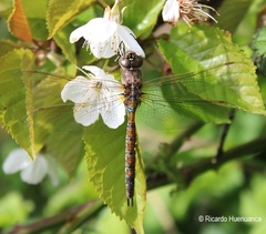 Rhionaeschna diffinis
