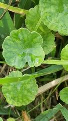 Hydrocotyle vulgaris