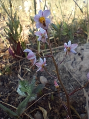 Cyanella hyacinthoides
