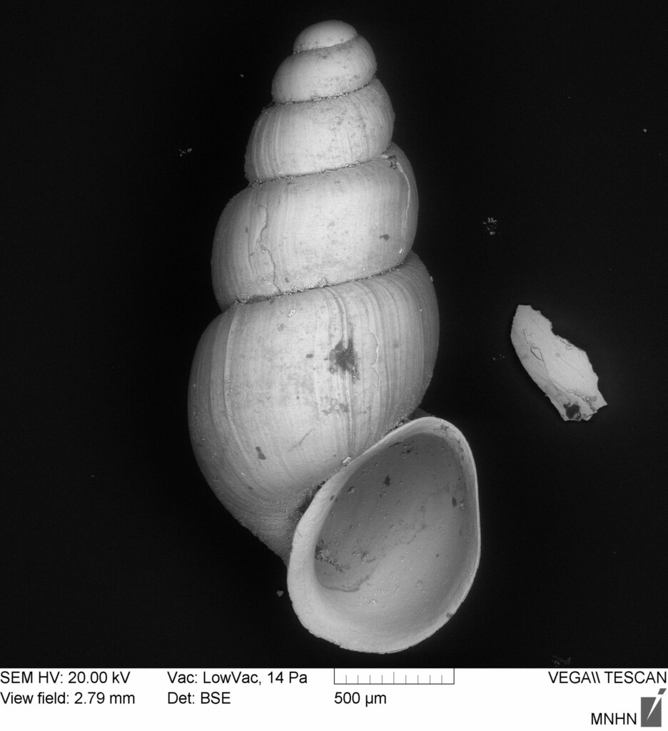 Bythiospeum
