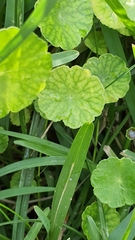 Hydrocotyle vulgaris