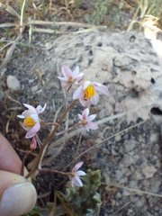 Cyanella hyacinthoides