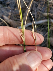 Carex multicaulis