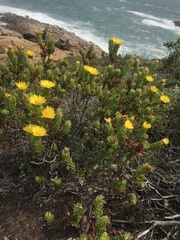 Oedera calycina