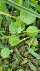 Hydrocotyle vulgaris