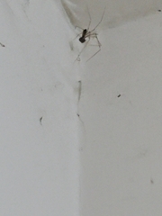 Physocyclus globosus