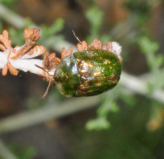 Cassida corallina