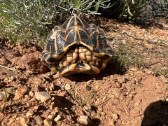 Psammobates tentorius trimeni