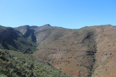 Dicerothamnus rhinocerotis