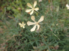 Dianthus namaensis